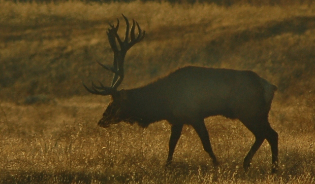 Tule Elk